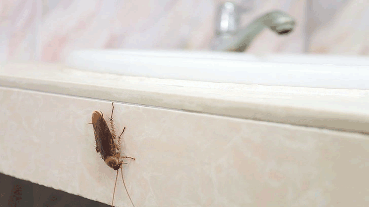 Karınca ve böcekleri evden uzaklaştıran yöntem! Yüzde 100 çözüm