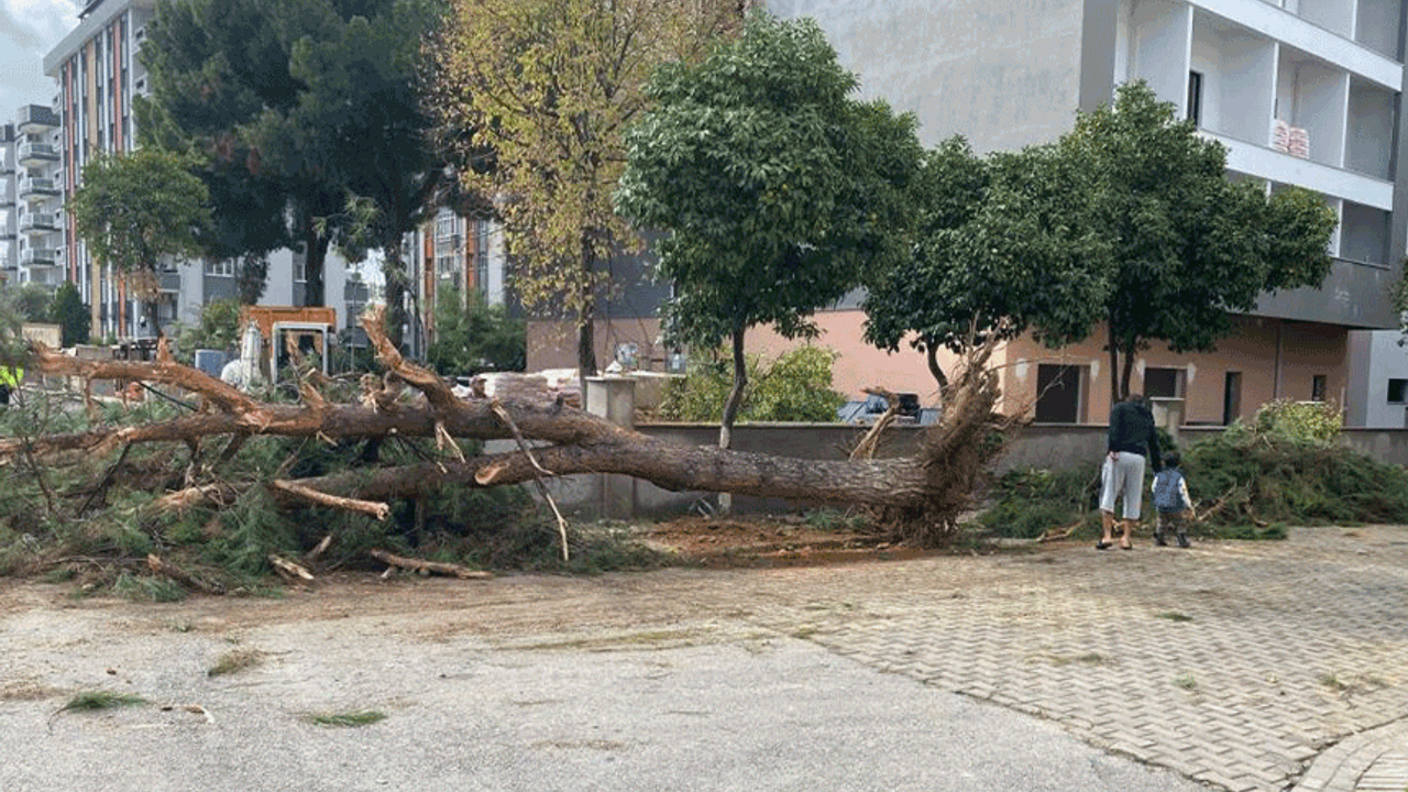 Aydın'da çam ağacı bir anda yola devrildi