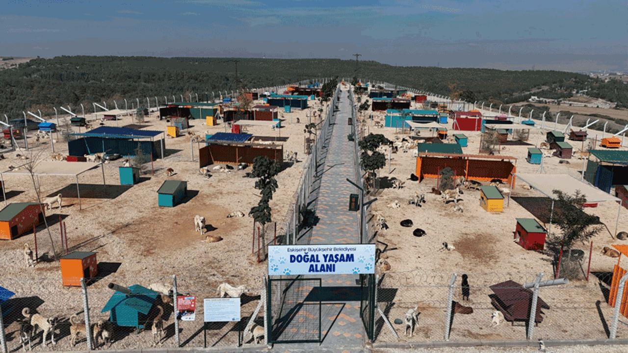 Eskişehir'de Hayvan Bakımevi inşaatı ne durumda? Büyükşehir duyurdu