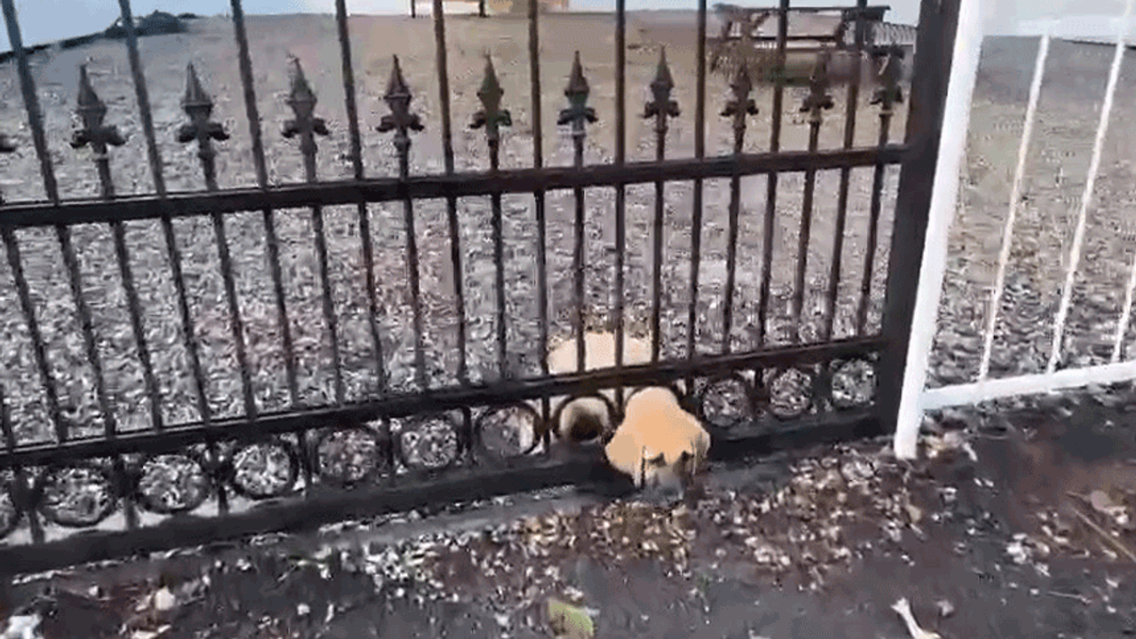 Hatay'da demir kapıya sıkışan yavru köpeği itfaiye kurtardı