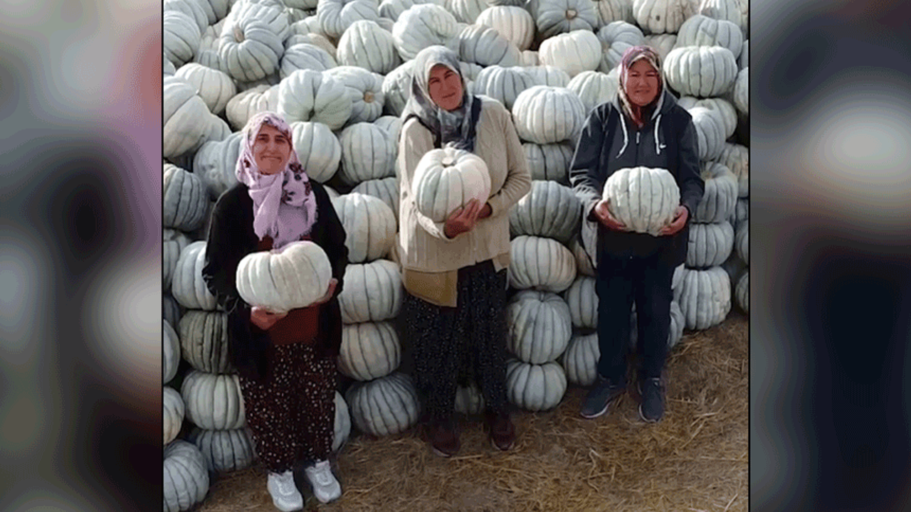 Kızılinler’de bal kabağı hasadı tamamlandı