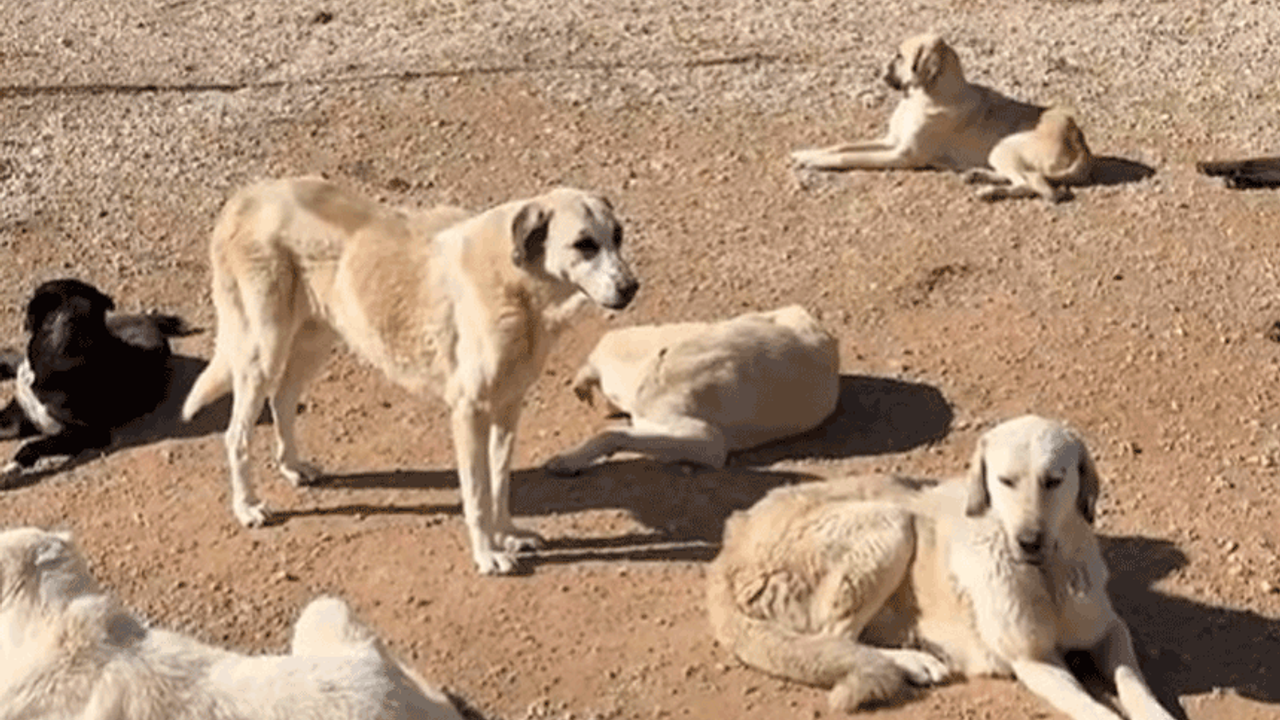Yeni Hayvan Bakımevi’nde çalışmalar sürüyor