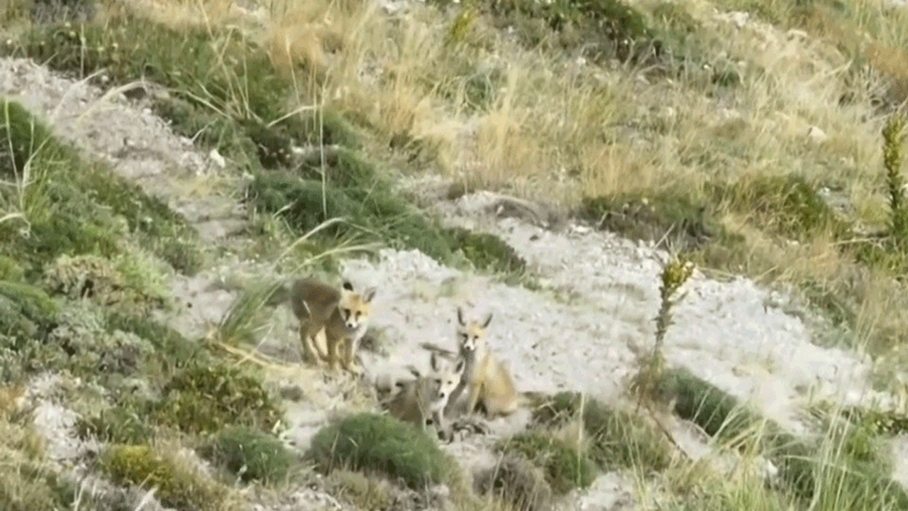 Erzincan'da tilki ailesi havadan görüntülendi