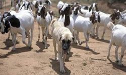 Kangal köpeklerinin büyük başarısı