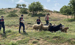 Eskişehir'de kaybolan hayvanları jandarma buldu