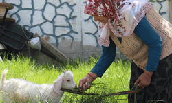 Kuzusuna bebek gibi bakıyor, yanından hiç ayırmıyor