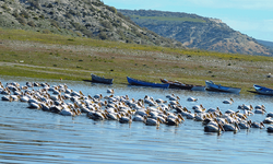 Porsuk Baraj Gölü pelikanları ağırlıyor