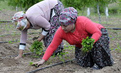 Tescilli biber fideleri toprakla buluşturuluyor