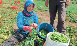 Alternatif ürün olarak ekimi gerçekleştirilen bezelyede hasat başladı