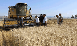 Amasya’da meslek lisesinden 40 ton buğday hasadı