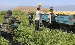 Enkaz kent Hatay'da yüz güldüren hasat