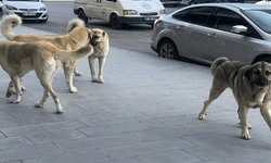 Valilik duyurdu: 39 İlçede talimat verildi