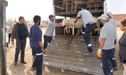 Eskişehir’de küçük çiftçilere sevindiren destek 