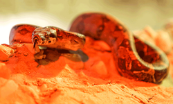 Eskişehir'den Bursa'ya giden boa yılanı ortamına alışıyor