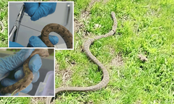 Yaralı yılan tedavi edilerek doğal ortamına bırakıldı