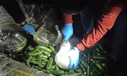 Aksaray'da salatalık çuvallarından uyuşturucu çıktı