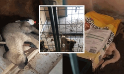 Afyon'da hayvanlara kötü muamele iddiası