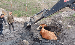 Bolu'da çamura saplanan inekler kepçe ile kurtarıldı