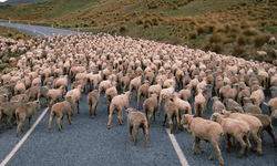 Iğdır’da otomobil koyun sürüsüne çarptı: Hayvanlar telef oldu