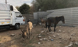 Sakarya’da skandal! Ramazan ayında at ve eşek eti yedirmişler