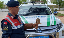 Afyon'da jandarma yaralı kuşu kurtardı