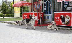 Eskişehir’de bir mahallede sahipsiz köpek istilası