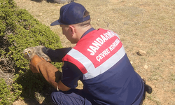 Afyon'da yaralı baykuşu jandarma kurtardı