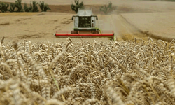 Buğday fiyatını bekleyen çiftçinin temsilcileri nerede?