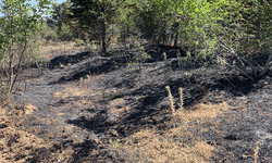 Kırklareli’nde orman yangını: Buğday tarlası zarar gördü