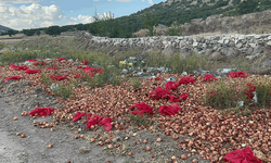 Afyon'da ilginç olay: 2 ton kuru soğanı...