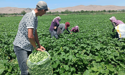 Afyon'da üreticiyi kahreden düşüş