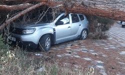 Bilecik'te ağaç aracın üzerine devrildi