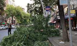 Ankara'da ağaç dalı araçların üzerine düştü