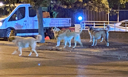 Eskişehir’de sürü halinde gezen sokak hayvanları endişelendiriyor