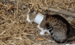 Malatya'da kafası boruya sıkışan kedi ekipler tarafından kurtarıldı