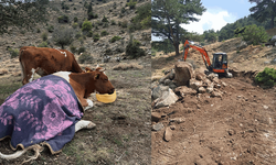 Afyon'da uçurumdan düşen inek 2 gün sonra kurtarıldı