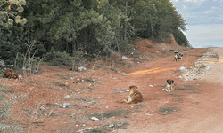 Bilecik'te başıboş köpeklerden vatandaş tedirgin