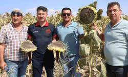 Eskişehir'de gözleri gibi baktıkları ürünler için gece gündüz çalışıyorlar