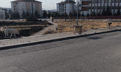 Eskişehir’de sürü halinde gezen köpekler için çağrı