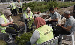 Bilecik Belediyesi binlerce bitki ve çiçek yetiştiriyor