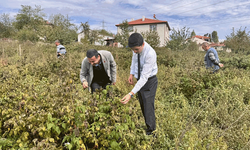 Bilecik'te kaymakamdan inceleme