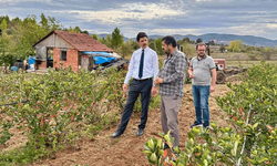 Bilecik'te köylerin yeni geçim kaynağı ahududu ve aronya