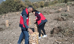 Kütahya'da patates hasat çalışmalarına denetim