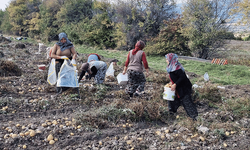 Kütahyalı çiftçiler patates üretimine yöneldi