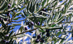 Bilecik'te zeytin hasadı etkinliği