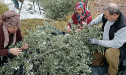 Eskişehir’de zeytin bereketi! Çiftçiler: ‘Son yılların en iyisi’