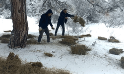 Kütahya'da kış ayları için yaban hayvanlarına destek