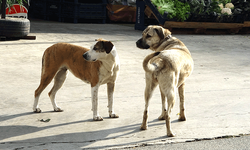 Ordu'da başıboş sokak köpekleri 70 yaşındaki adama saldırdı