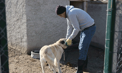 Eskişehir’de çoban köpekleri kaçırılmaya karşı korunuyor