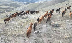 Afyon'da soğuk hava yılkı atlarını köylere indirdi